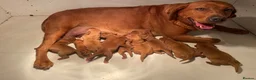 Labrador Retriever dogs for sale: Fox Red Labrador Puppies For Sale - Advert 4