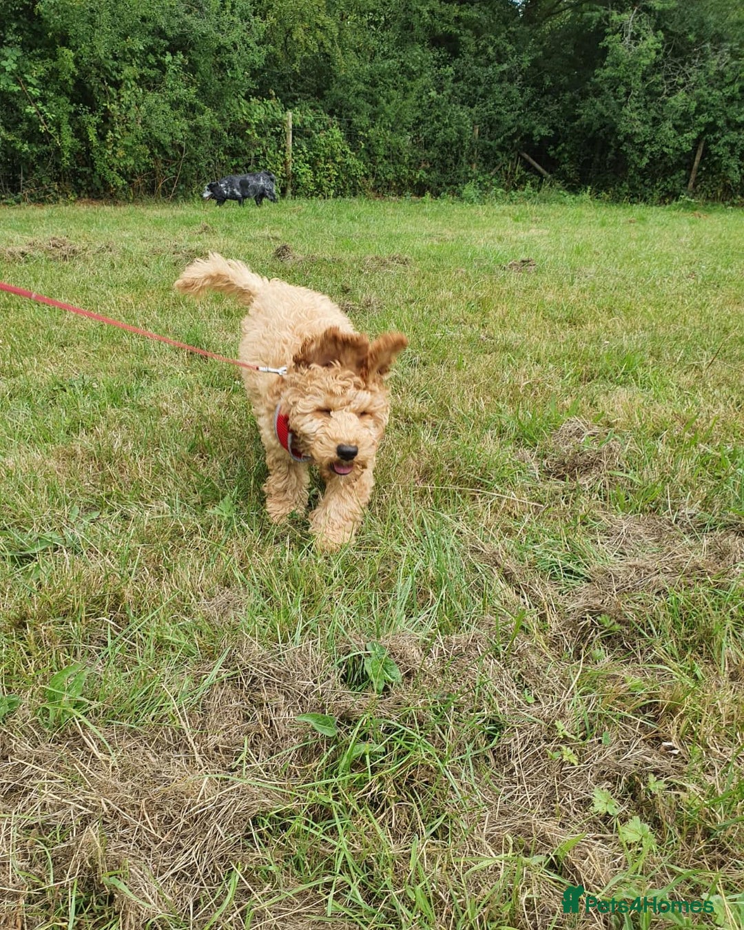 Cavapoo dogs for sale: Dexter the Cavapoo is looking for a new home - Advert 3