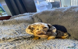 Miniature Dachshund dogs for sale: Stunning Miniature dachshund puppies  - Image 1
