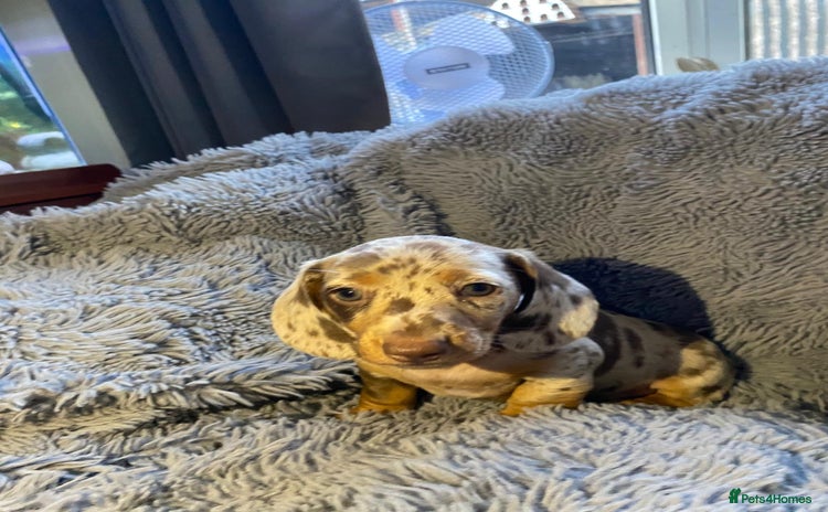 Miniature Dachshund dogs - Advert 1