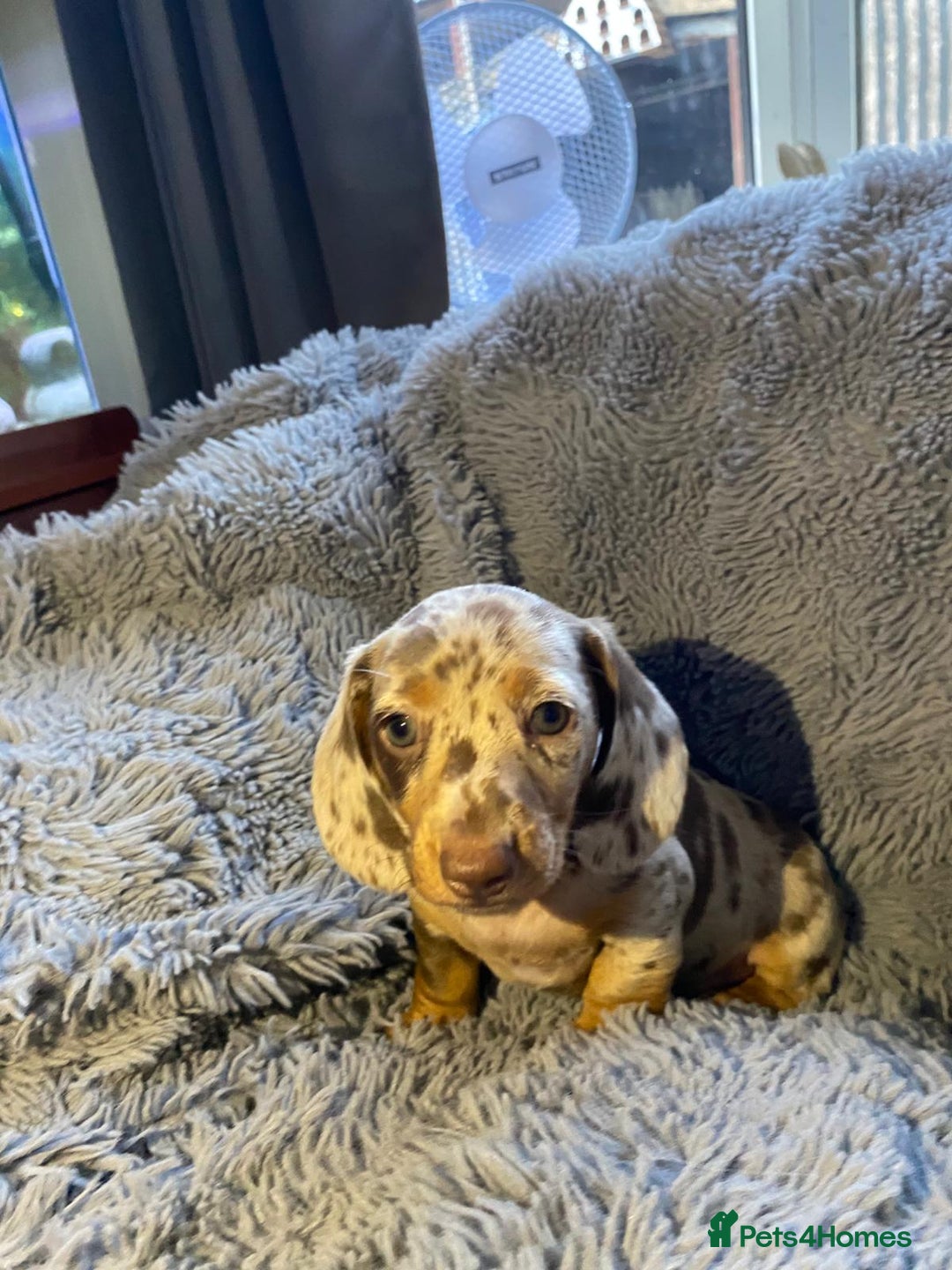 Miniature Dachshund dogs for sale: Stunning Miniature dachshund puppies  - Image 1