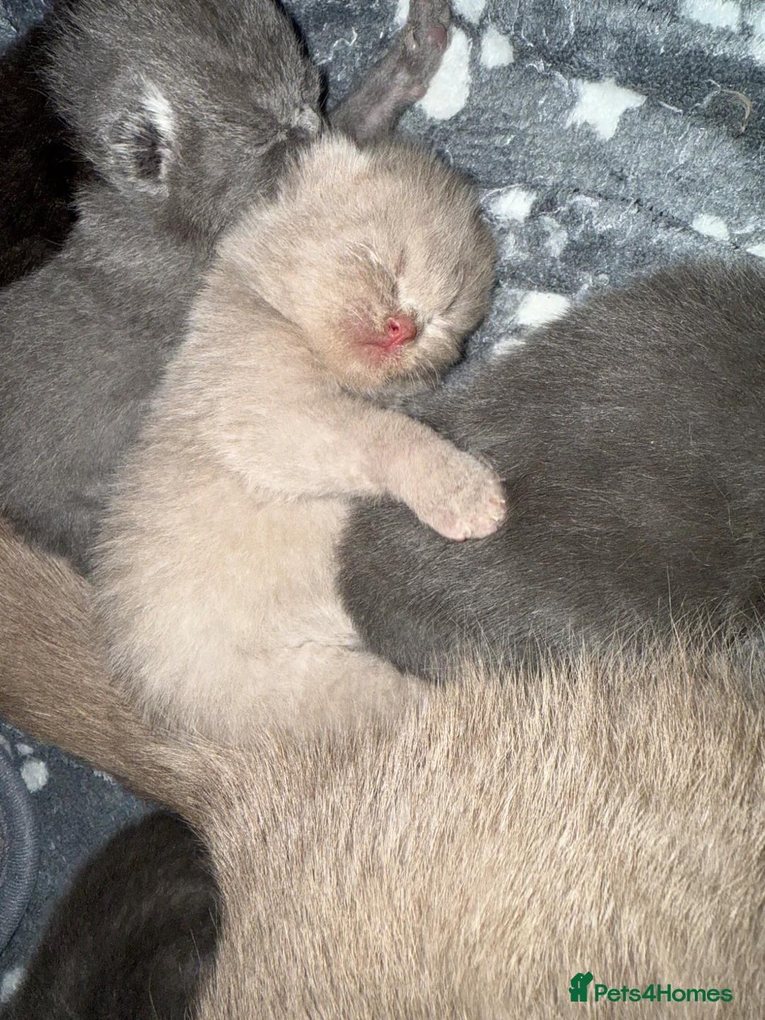 British Shorthair cats for sale: British shorthair kittens  - Advert 7