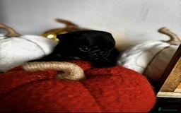 Pug dogs for sale: Beautiful Pugs  - Image 10