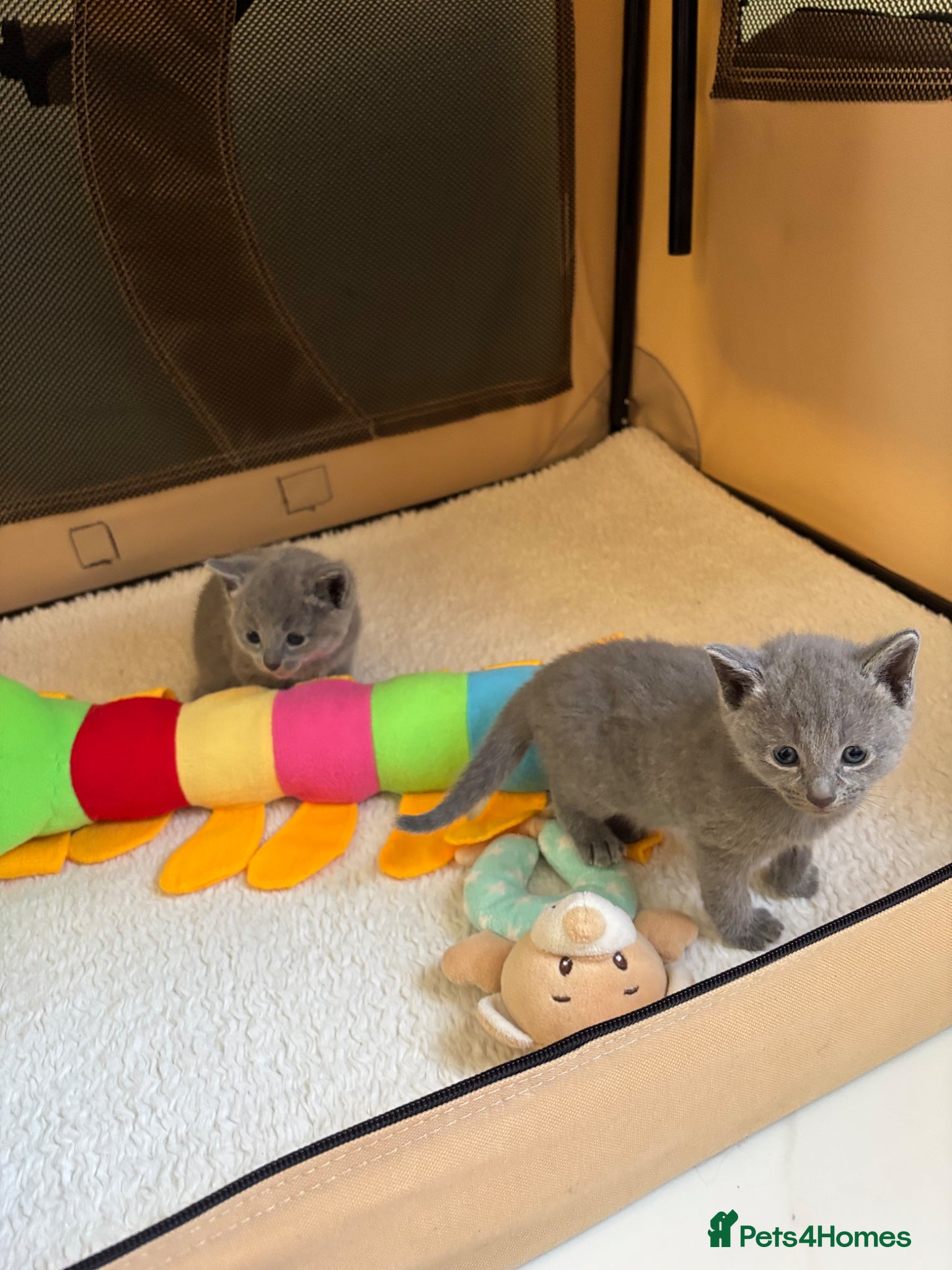 Russian Blue cats TICA PURE PEDIGREE RUSSIAN BLUE KITTENS  - Advert 1