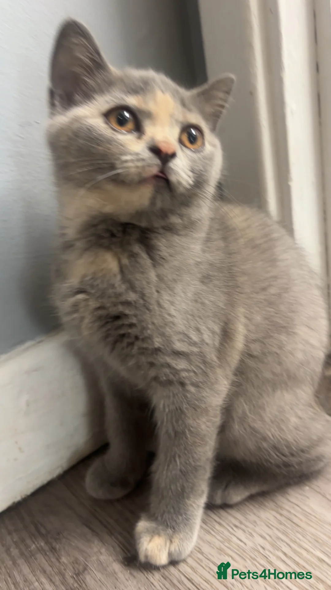 Scottish Fold cats for sale: TICA /  Scottish fold x  BSH   - Advert 1