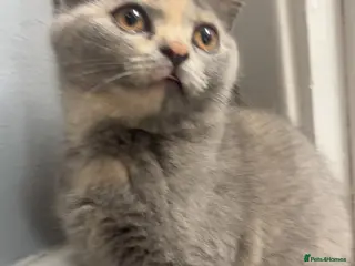 Scottish Fold cats TICA / Scottish fold x BSH - Advert 13