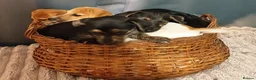 Jack Russell dogs for sale: Adorable Jack Russel Puppies  - Advert 7