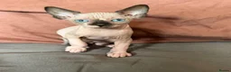 Sphynx cats for sale: Beautiful sphinx kittens  - Advert 8
