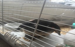 English Lop rabbits for sale: Two adorable baby rabbits and a new double hutch  - Image 1