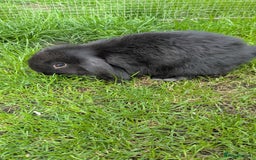 Mini Lop rabbits for sale: Mini lop babies. - Image 3