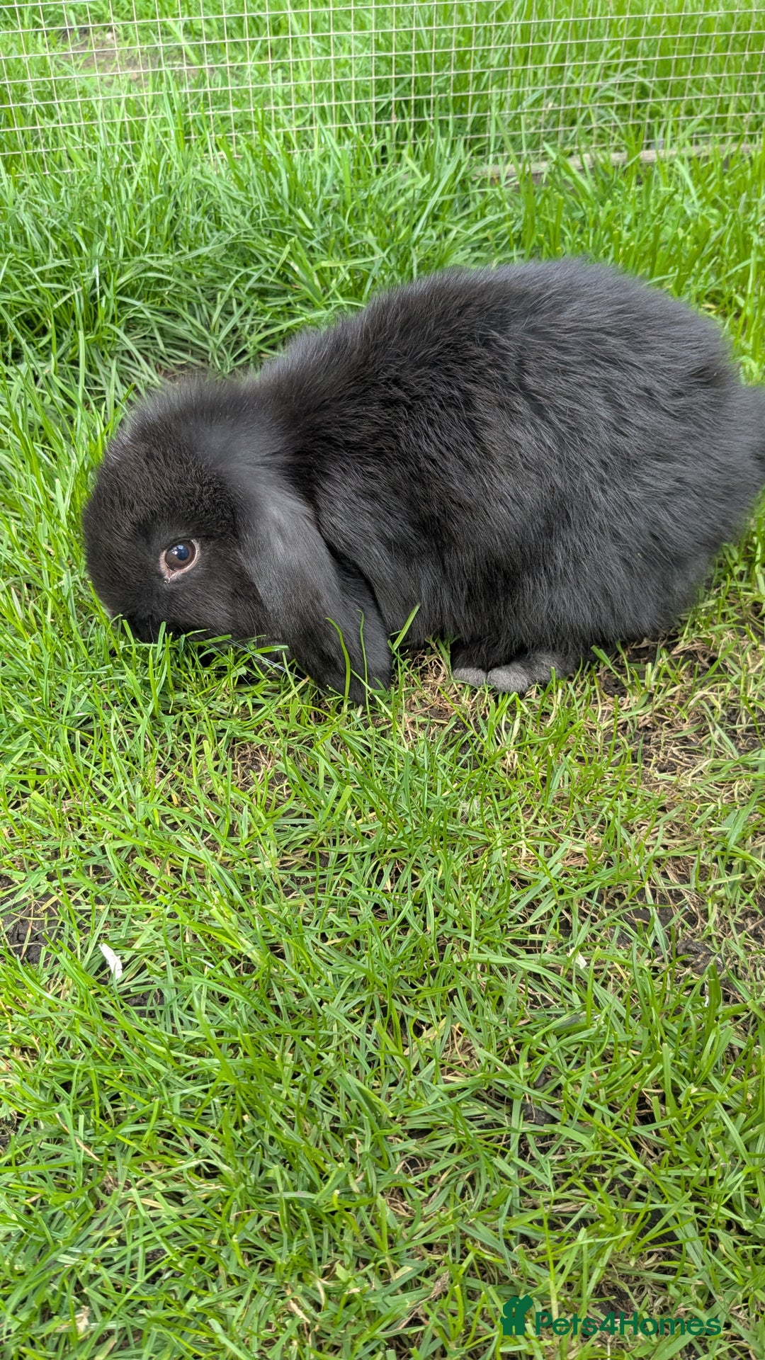 Mini Lop rabbits for sale: Mini lop babies. - Image 3