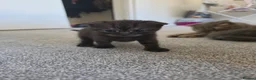 Scottish Fold cats for sale: Scottish Fold Kitten in Tadworth - Advert 6