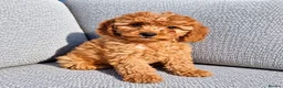 Cavapoo dogs for sale: Cava poo puppies for sale  - Advert 1