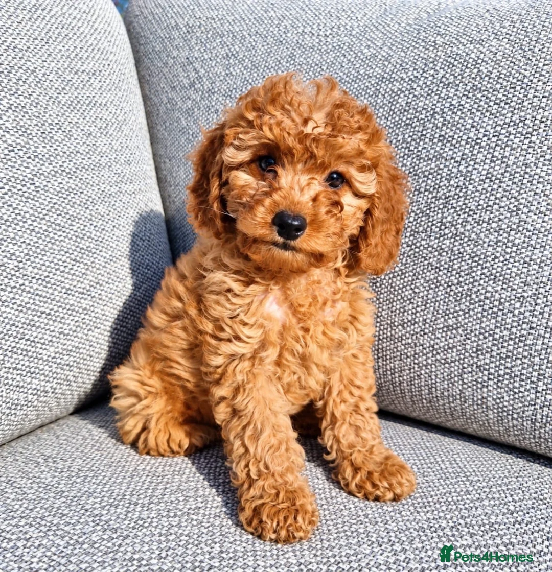 Cavapoo dogs for sale: Cava poo puppies for sale  - Advert 1