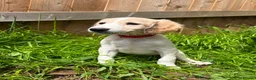 Saluki dogs for sale: Beautiful Saluki pups from champion lines - Advert 9