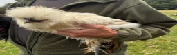 Chickens poultry for sale: 2 x pairs of bearded silkies  in Tavistock - Advert 3