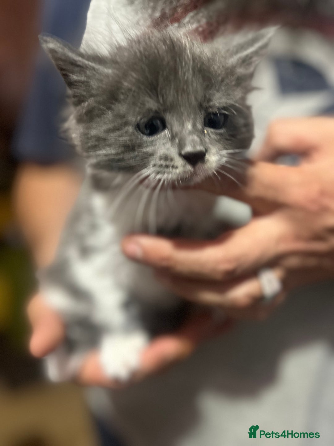 Mixed Breed cats for sale: Gorgeous family kittens nearly ready for new homes - Image 9
