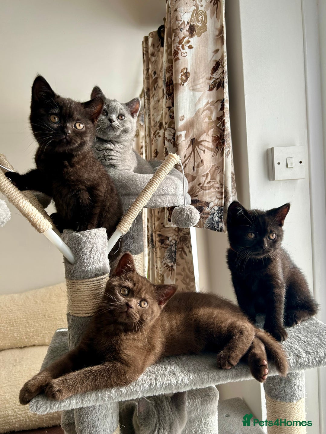 British Shorthair cats for sale: Female british shorthair cinnamon color - Image 4