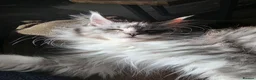 Maine Coon cats for sale: Pure breed Affectionate Mainecoon Female - Advert 7