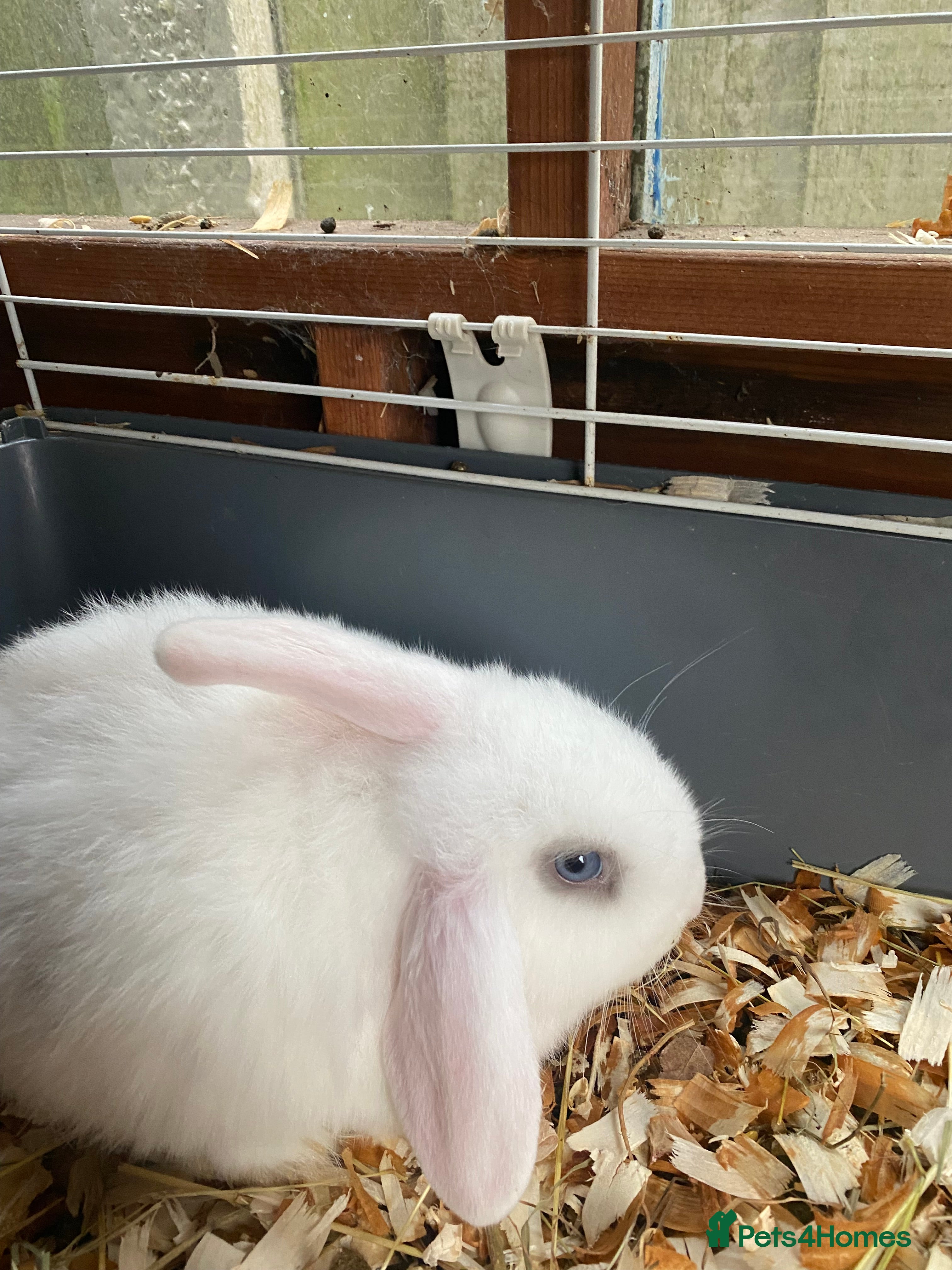 Mini Lop rabbits Mimi lop  - Advert 1