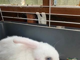 Mini Lop rabbits Mimi lop - Advert 1