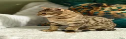 Bengal cats for sale: Stunning beautiful bengal kittens  - Advert 7