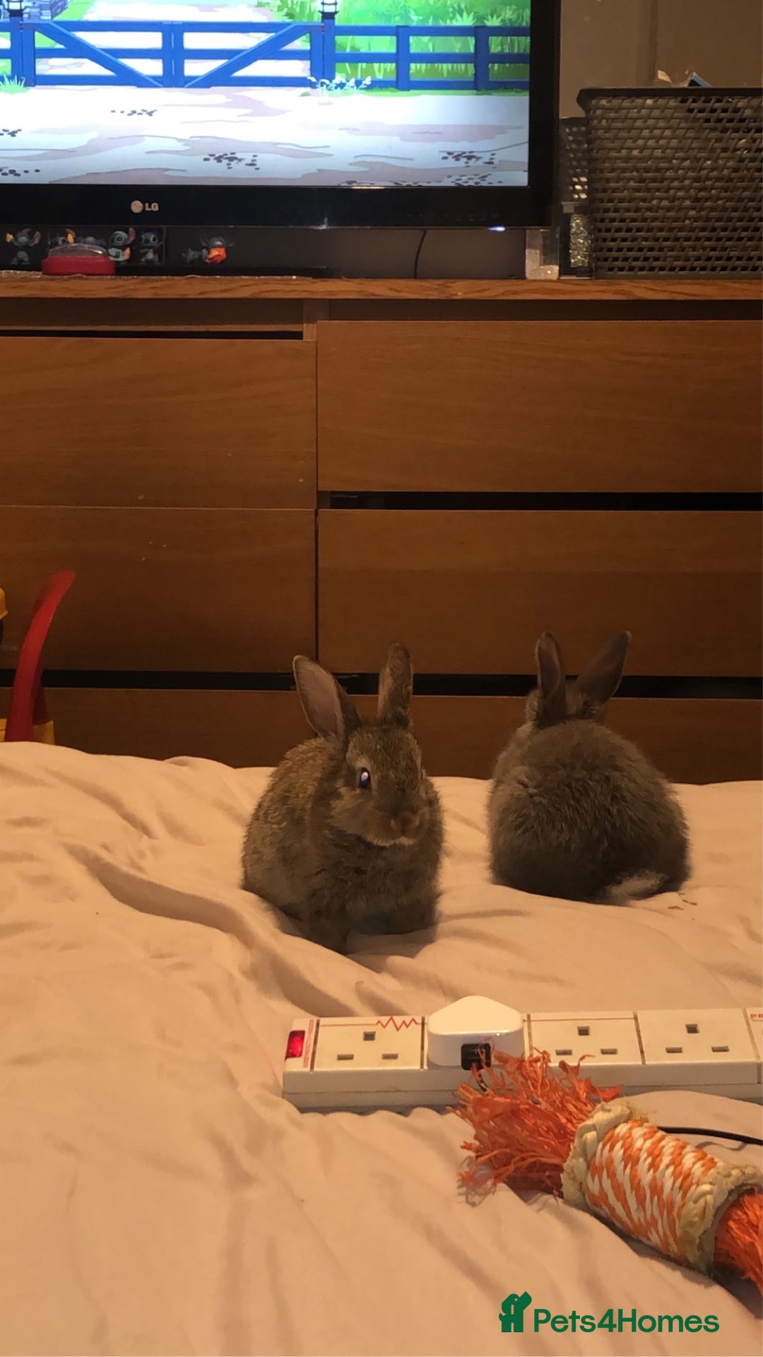 English Lop rabbits for sale: 7 weeks old English lop - Advert 4