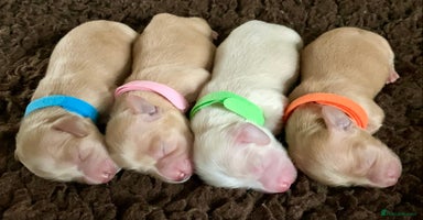 Miniature Dachshund dogs - Advert 8