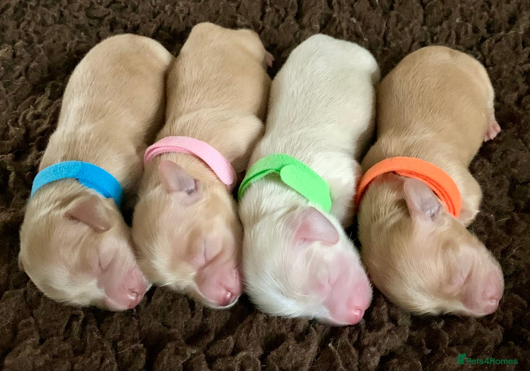 Miniature Dachshund dogs for sale: ⭐️CREAM LONG HAIRED KC/PRA CLR MINI DACHSHUNDS⭐️ - Image 3