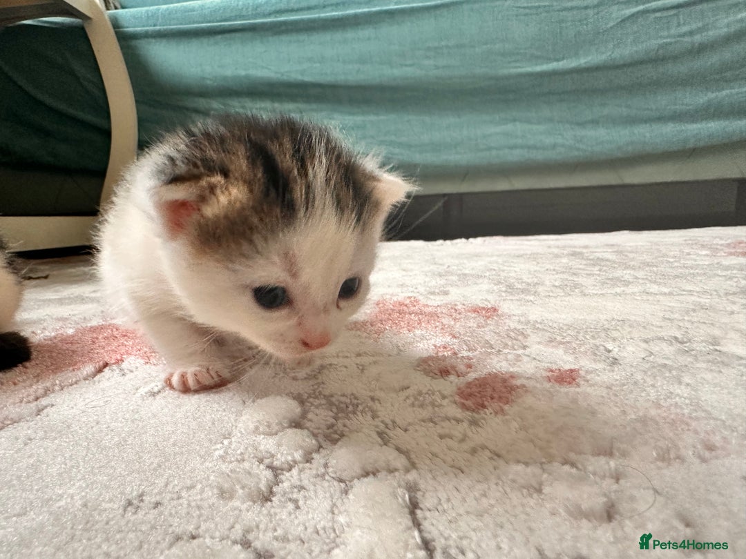 Maine Coon cats for sale: 4 kittens available  - Advert 10