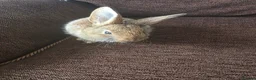Mixed Breed rabbits for sale: Wee Rabbits in Ballymena - Advert 24