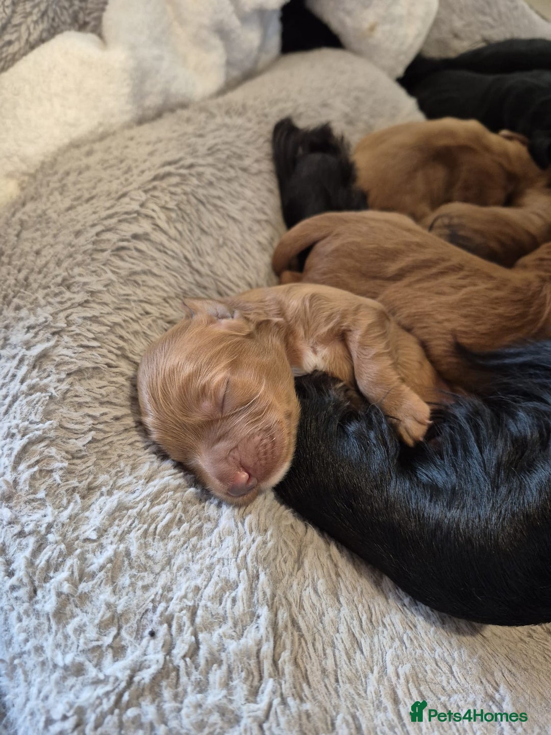 Cocker Spaniel dogs for sale: Beautiful and new - working cocker spaniel puppies - Advert 18