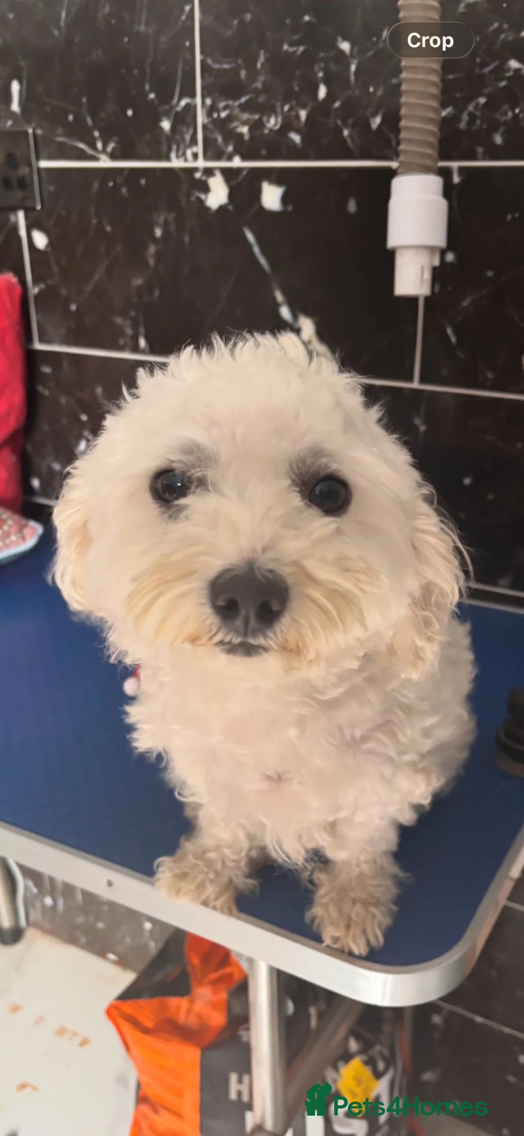 Bichon Frise dogs for sale: Mini Bichon Frise Looking for a Loving Forever Hom - Advert 2