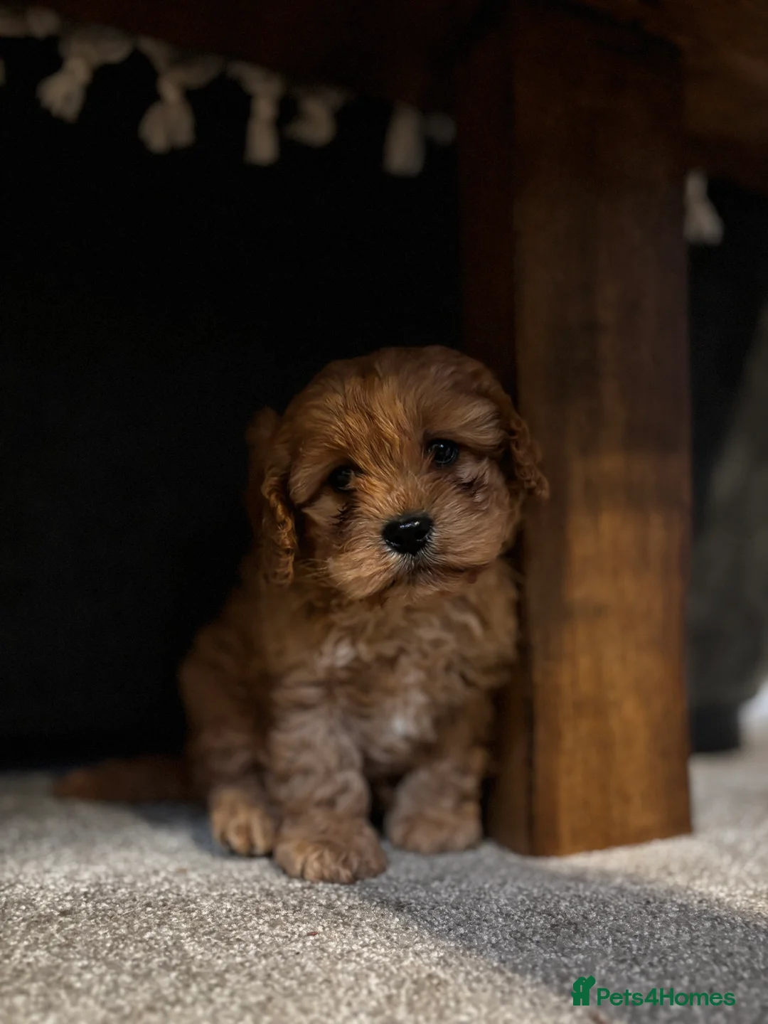 Cavapoo dogs for sale: Cavapoo Pup - Advert 3