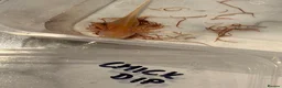 Axolotl reptiles for sale: 12 Axolotls ready to go 3 months old  - Advert 16