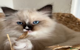 Ragdoll cats for sale: Ragdolls - Image 17