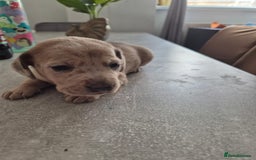 Dachshund dogs for sale: Dachounds - Image 18