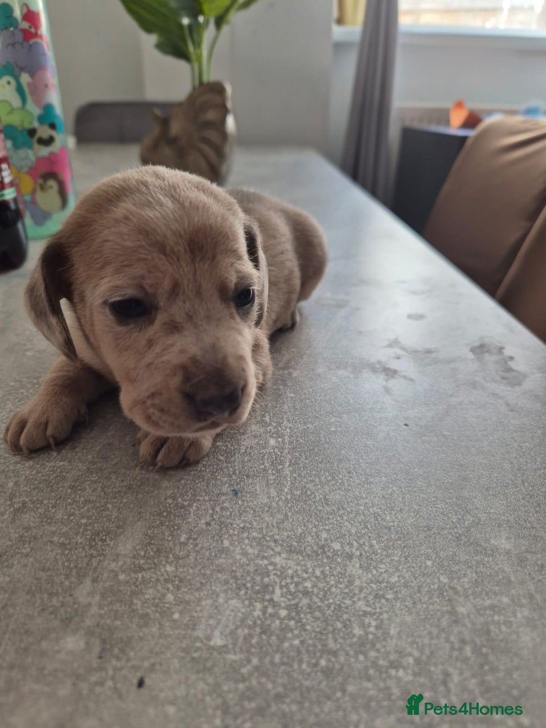 Dachshund dogs for sale: Dachounds - Image 18