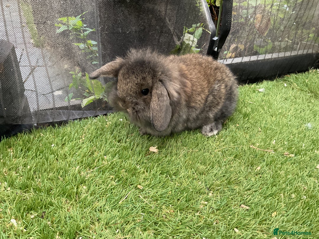 Mini Lop rabbits for sale: Baby mini lops and mini lion lop baby rabbits - Advert 6