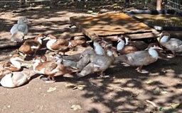 Ducks poultry for sale: Young Muscovy Ducks - Image 2