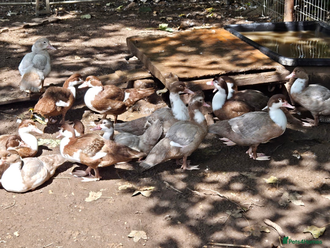 Ducks poultry for sale: Young Muscovy Ducks - Image 2