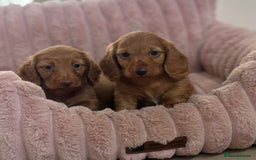 Dachshund dogs for sale: Beautiful miniature long hair dachshund - Image 3