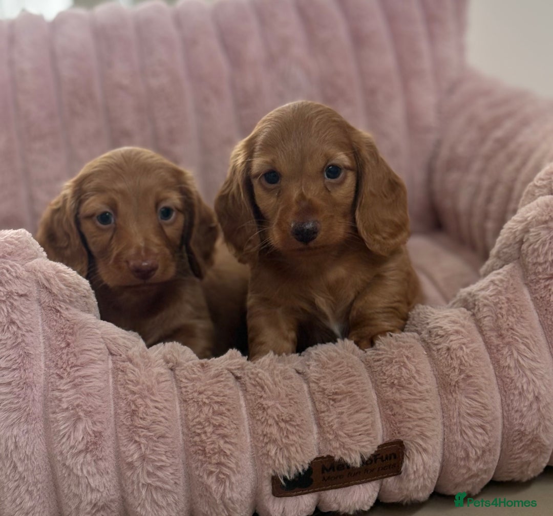 Dachshund dogs for sale: Beautiful miniature long hair dachshund - Image 3