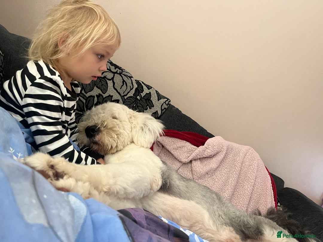 Old English Sheepdog dogs for stud: Proven KCRegistered Stunning OLD ENGLISH SHEEPDOG  in Mansfield - Image 7