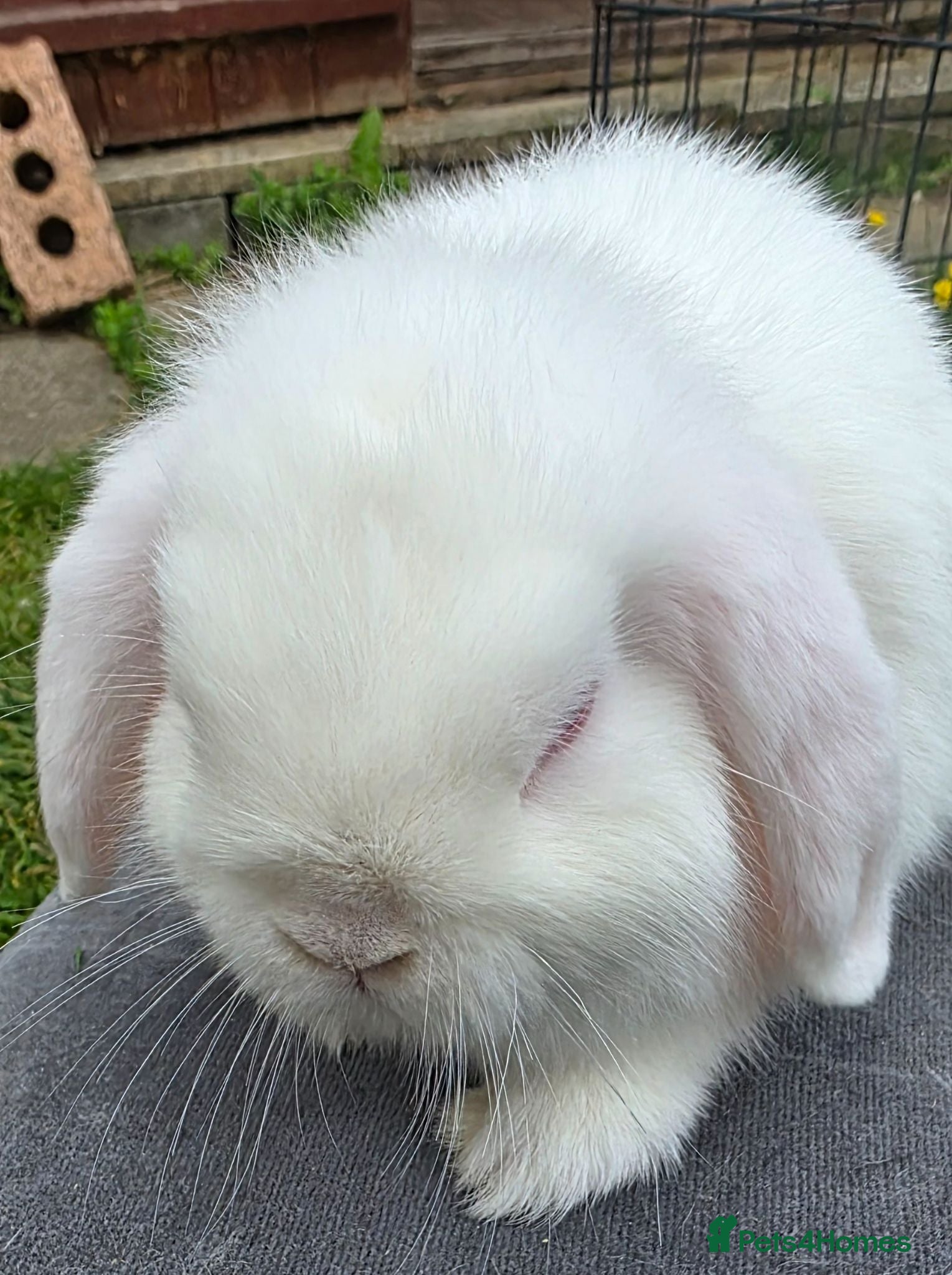 Mini Lop rabbits Mini lop kits available - Advert 1
