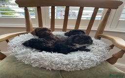 Toy Poodle dogs for sale: Toy Poodle Puppies  - Image 1