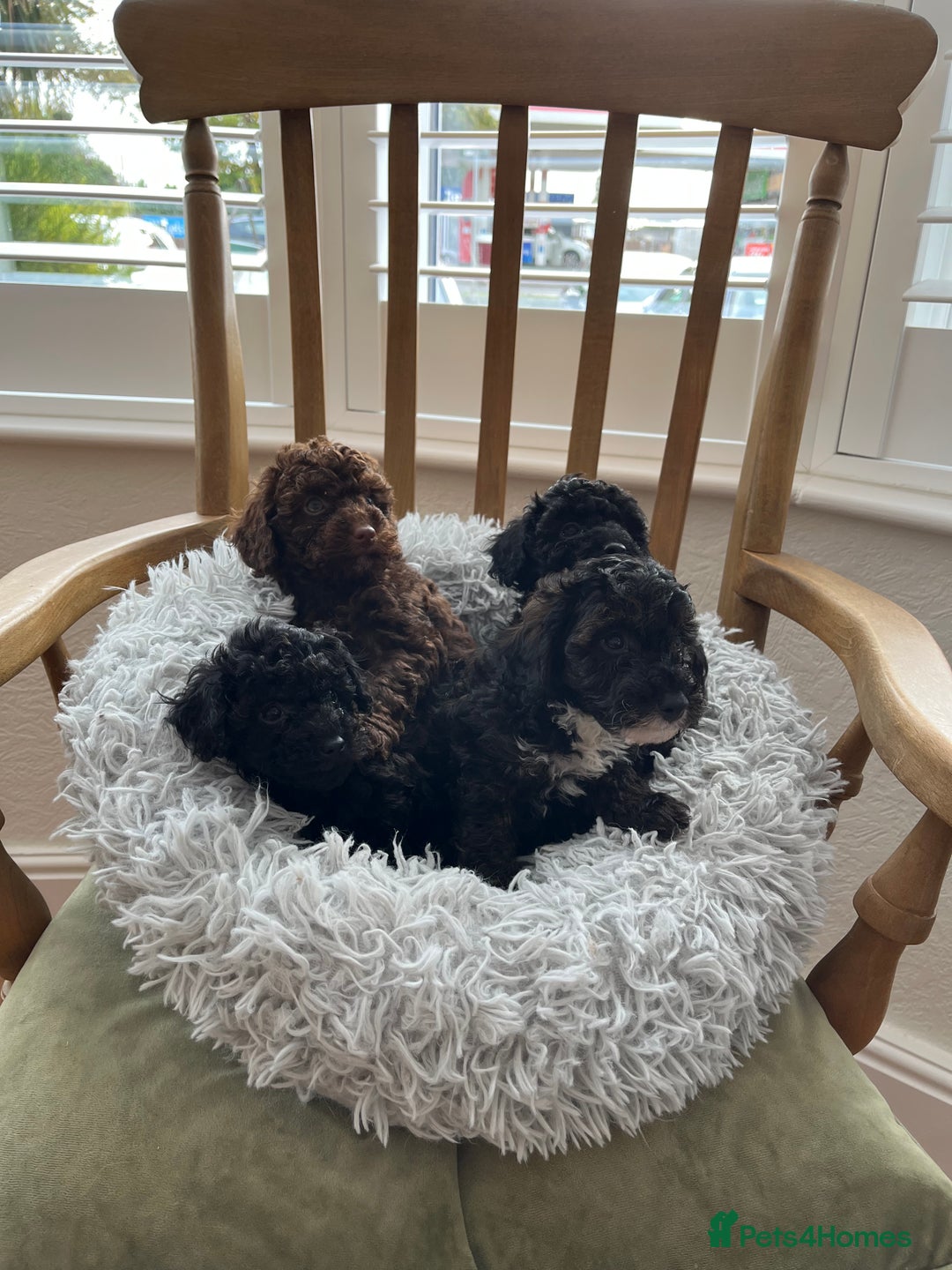 Toy Poodle dogs for sale: Toy Poodle Puppies  - Image 1
