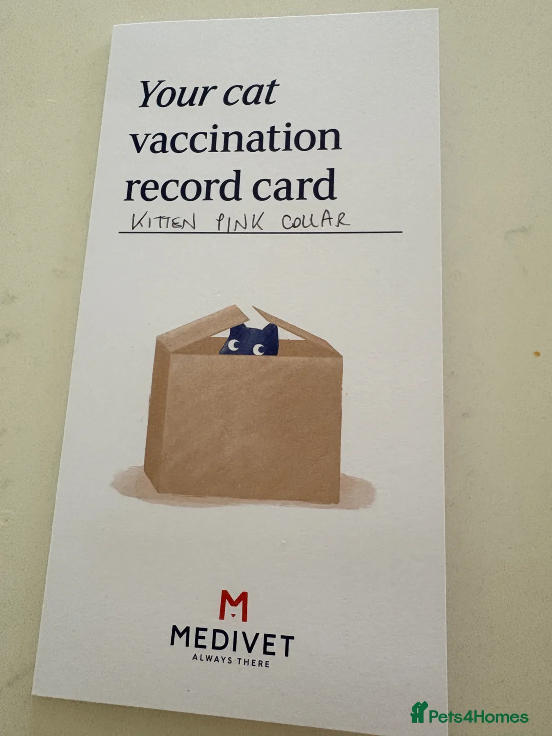 Mixed Breed cats for sale: Exceptional Abyssinian Cross Girl  - Advert 2