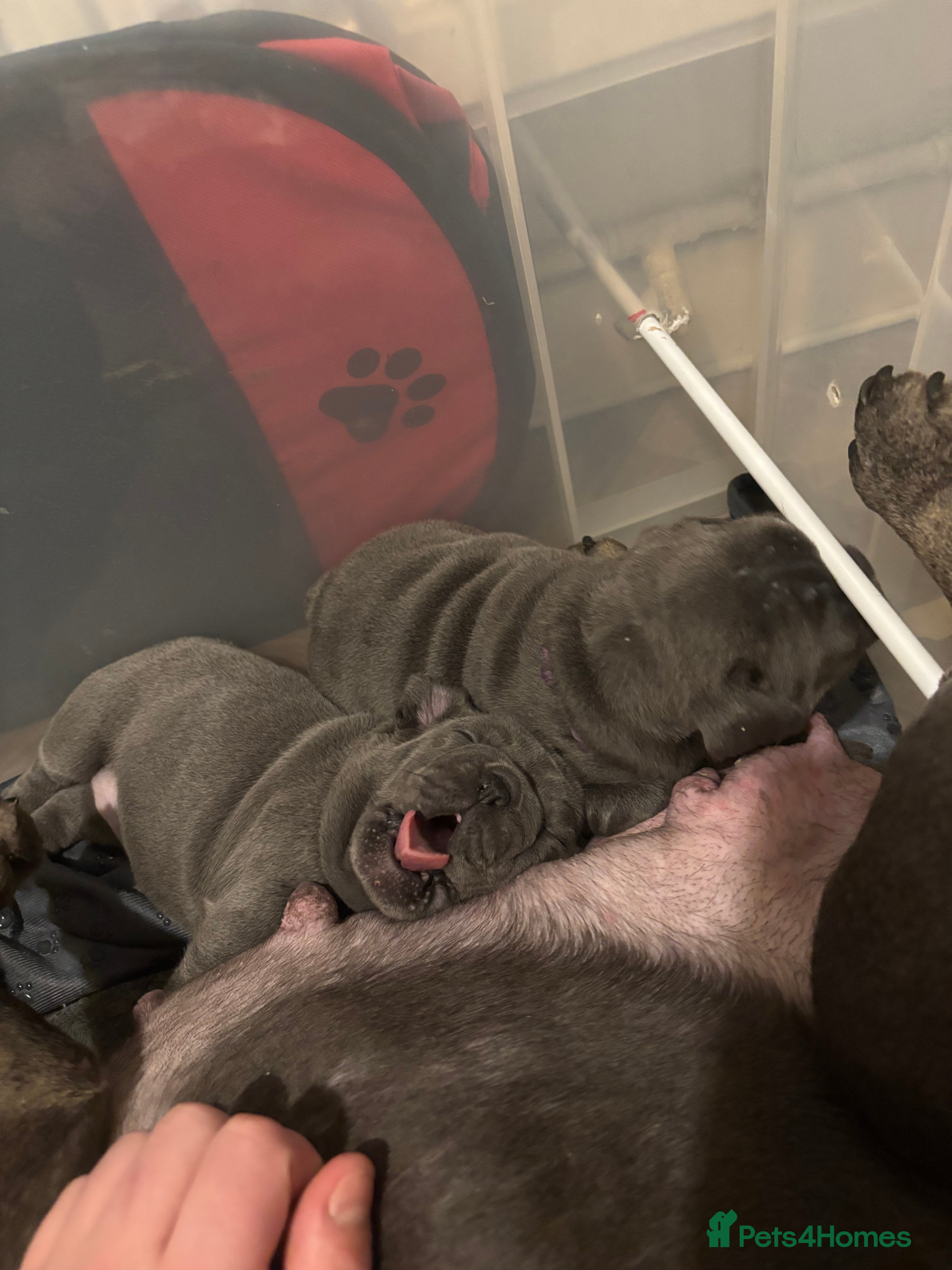 French Bulldog dogs Mini bulls - Advert 3