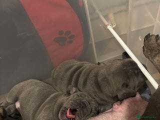 French Bulldog dogs Mini bulls - Advert 2